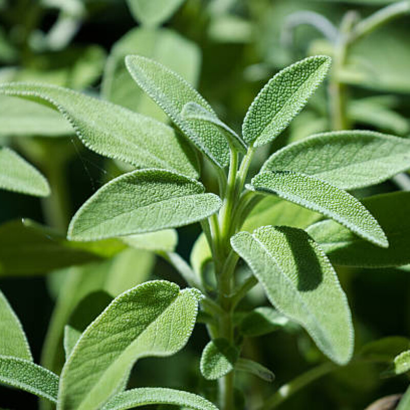 Sage